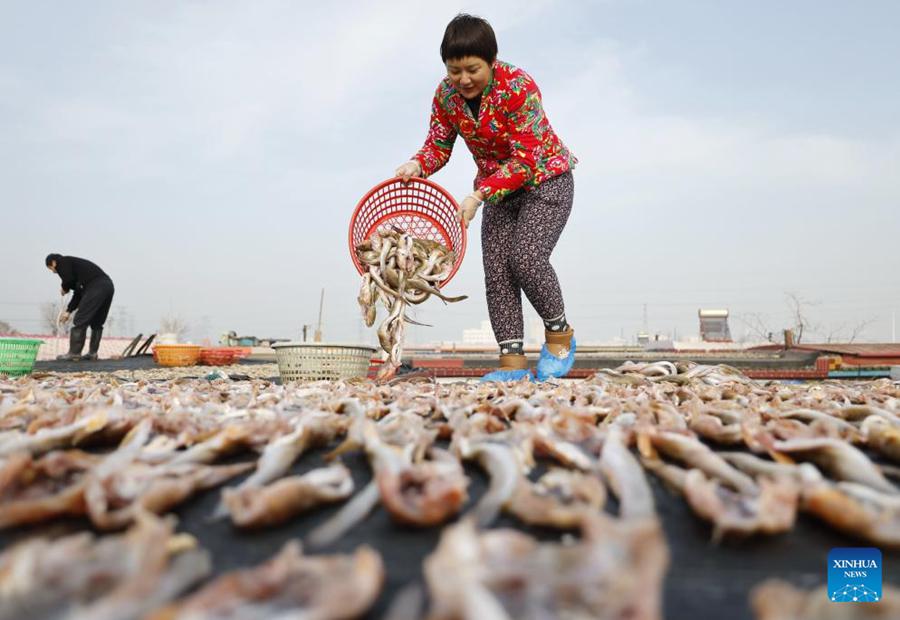 Pescatori essiccano frutti di mare a Tangshan, Cina settentrionale