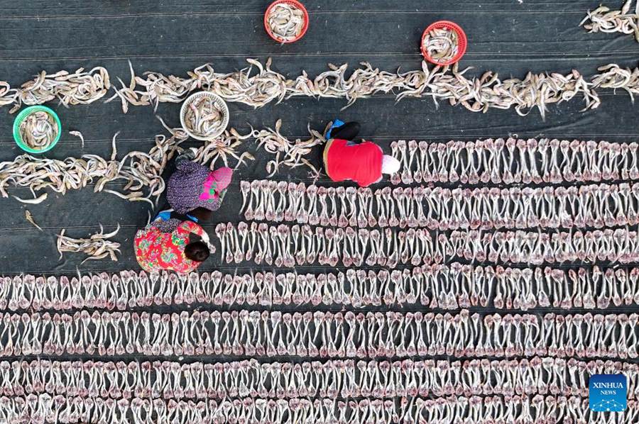 Pescatori essiccano frutti di mare a Tangshan, Cina settentrionale