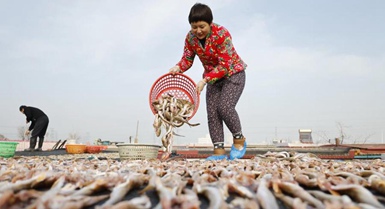 Pescatori essiccano frutti di mare a Tangshan, Cina settentrionale
