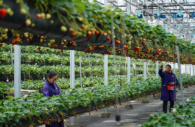 Longquan, Zhejiang: la tecnologia potenzia la coltivazione delle fragole
