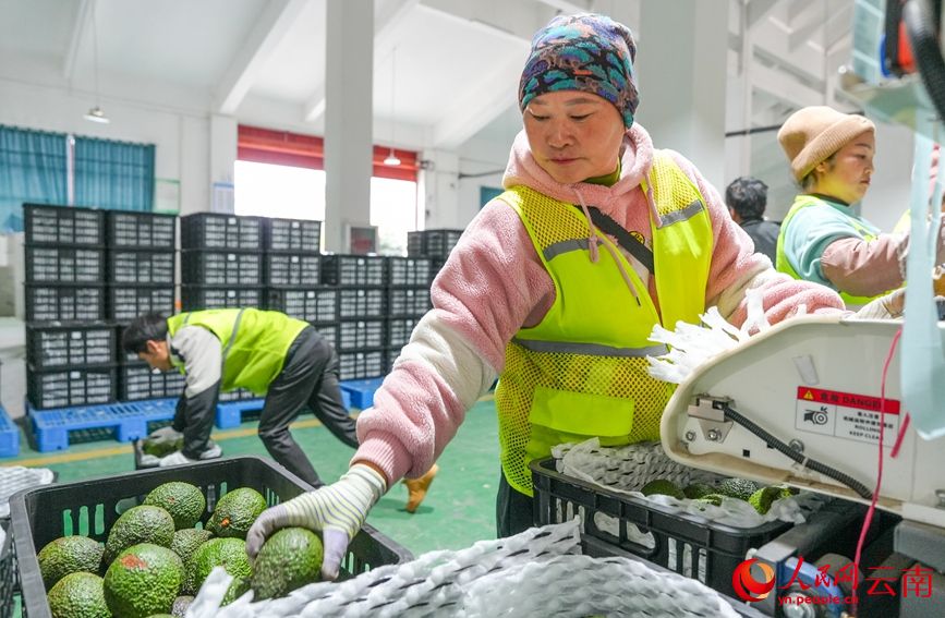 L'avocado dello Yunnan conquista il mercato durante la Festa di Primavera