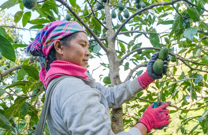 L'avocado dello Yunnan conquista il mercato durante la Festa di Primavera
