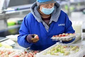 Liaoning, autorità locali potenziano l'economia basata sulle fragole a Donggang