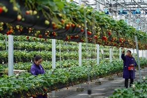 Longquan, Zhejiang: la tecnologia potenzia la coltivazione delle fragole