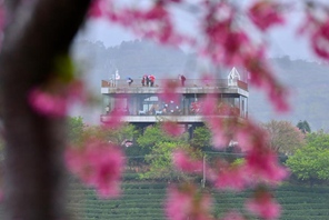 La fioritura dei ciliegi alimenta l'"economia primaverile" in Fujian