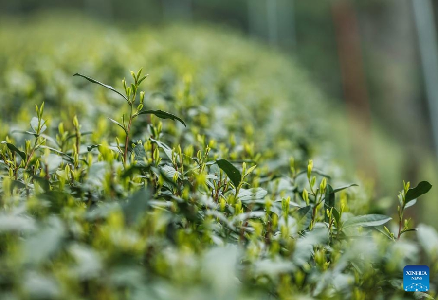 Hangzhou, coltivatori raccolgono il tè West Lake Longjing