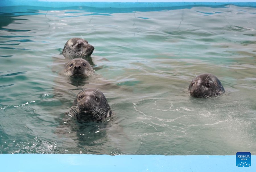 La popolazione di foche torna a crescere nella Baia di Liaodong, nel nord-est della Cina