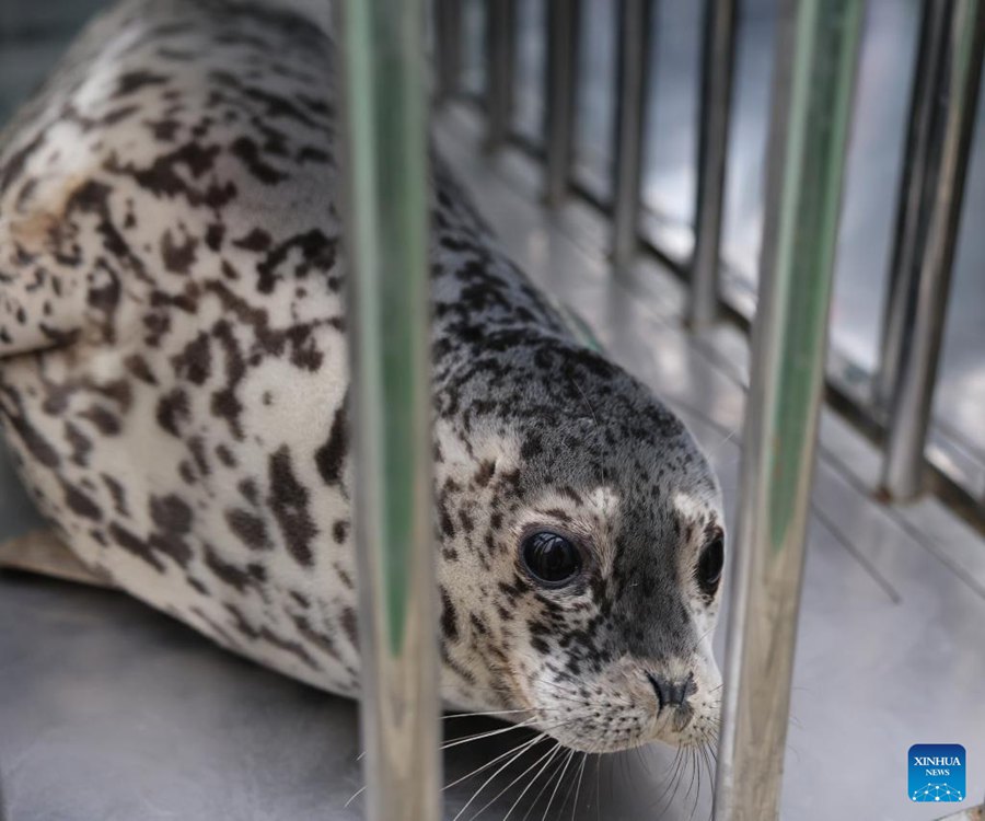 La popolazione di foche torna a crescere nella Baia di Liaodong, nel nord-est della Cina
