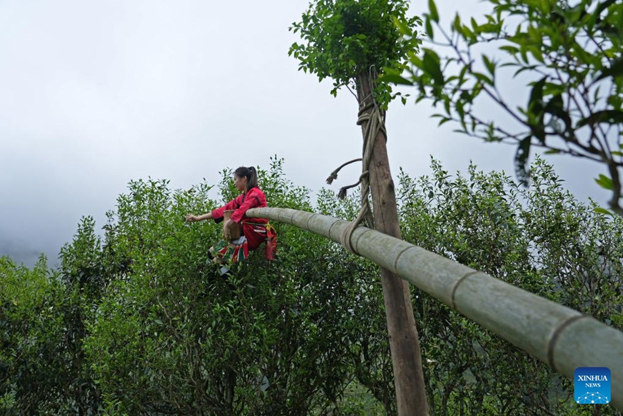 Raccolta del tè in pieno svolgimento in tutta la Cina