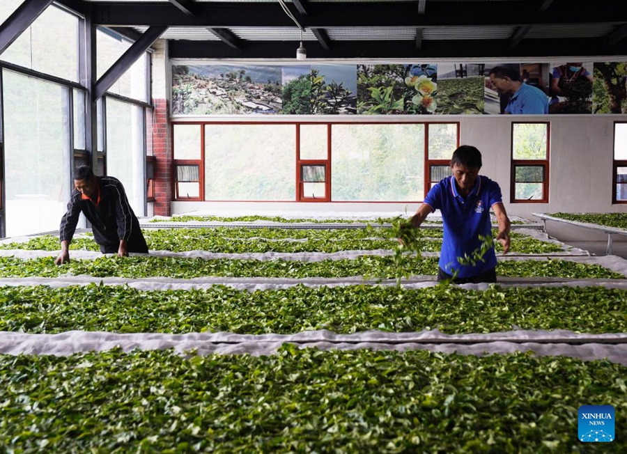 Raccolta del tè in pieno svolgimento in tutta la Cina