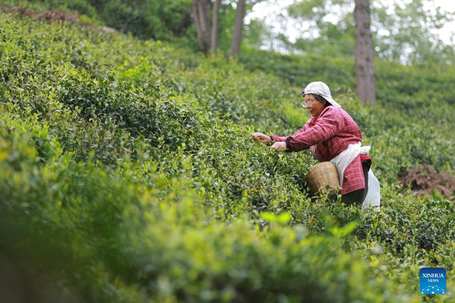 Raccolta del tè in pieno svolgimento in tutta la Cina