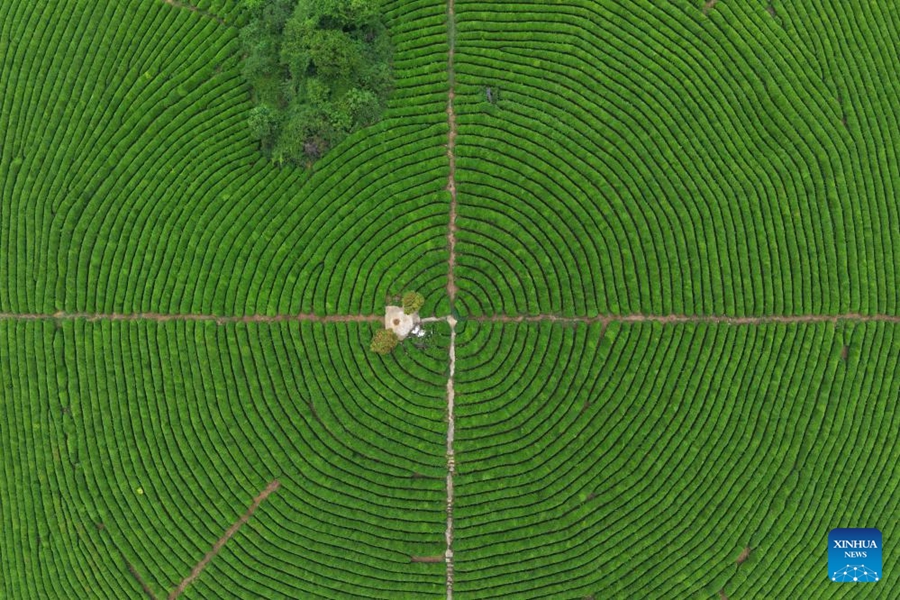 Raccolta del tè in pieno svolgimento in tutta la Cina