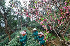 Hangzhou, coltivatori raccolgono il tè West Lake Longjing