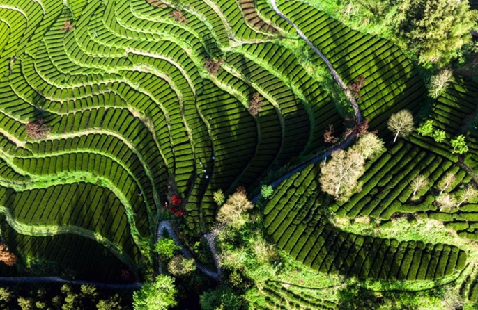 Raccolta del tè in pieno svolgimento in tutta la Cina