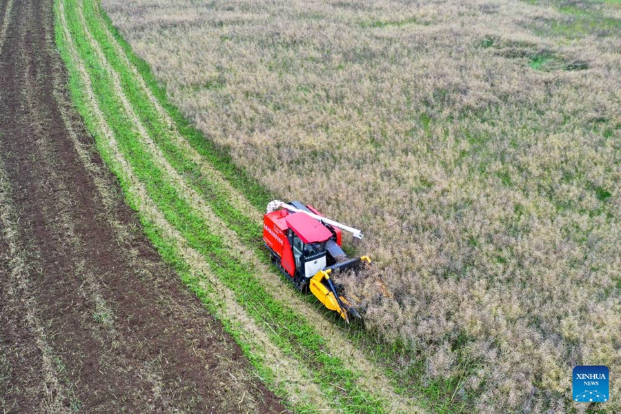 Agricoltori in tutta la Cina impegnati nei campi all'inizio dell'estate