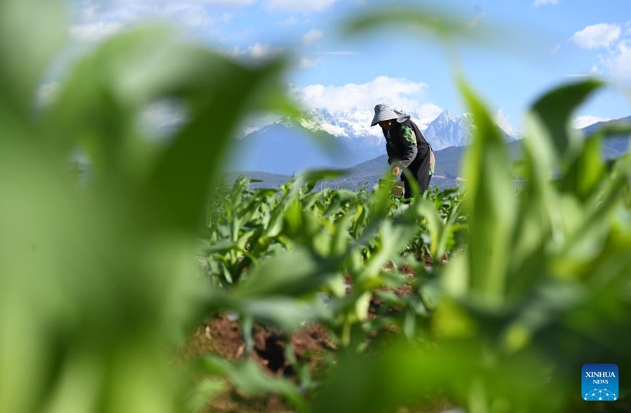 Agricoltori in tutta la Cina impegnati nei campi all'inizio dell'estate