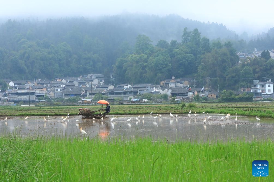 Agricoltori in tutta la Cina impegnati nei campi all'inizio dell'estate