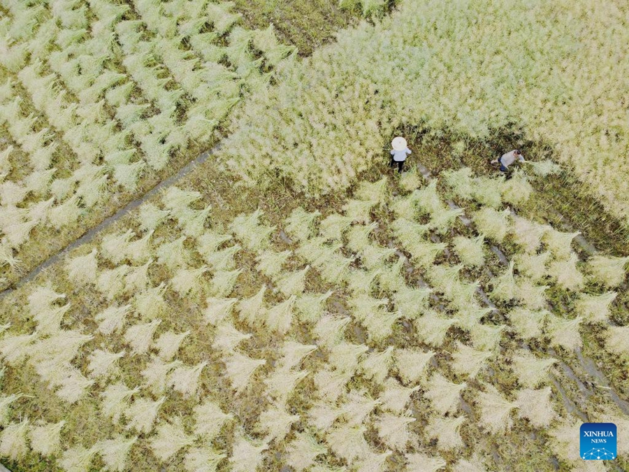 Agricoltori in tutta la Cina impegnati nei campi all'inizio dell'estate