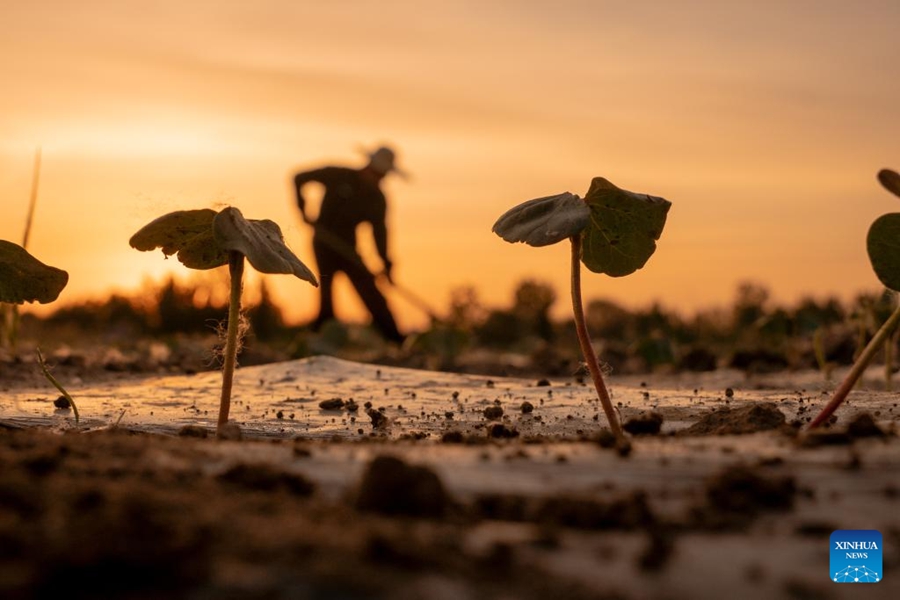 Agricoltori in tutta la Cina impegnati nei campi all'inizio dell'estate