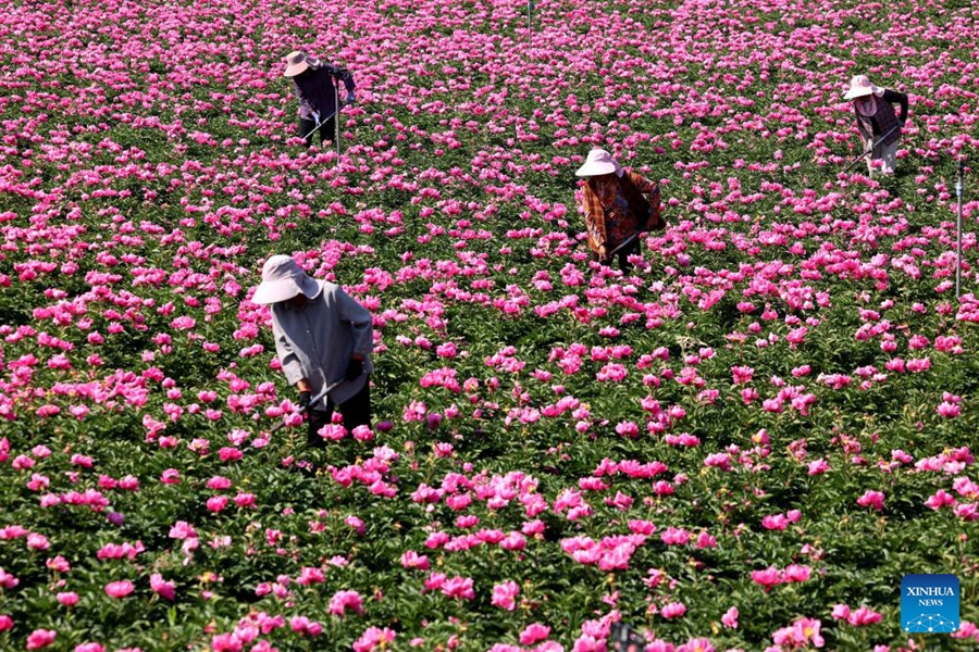 Agricoltori in tutta la Cina impegnati nei campi all'inizio dell'estate