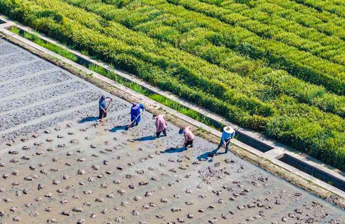 Agricoltori in tutta la Cina impegnati nei campi all'inizio dell'estate