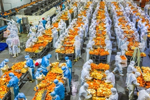 La lavorazione integrale delle arance navel promuove la rivitalizzazione rurale in Hubei