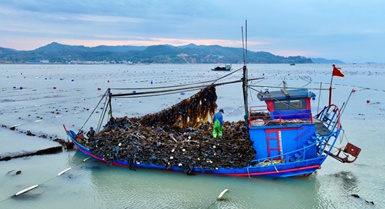 Xiapu, Fujian: raccolta eccezionale di alghe marine