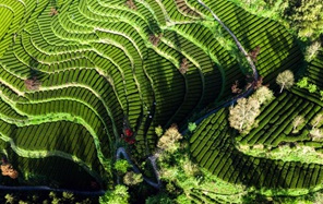 Raccolta del tè in pieno svolgimento in tutta la Cina