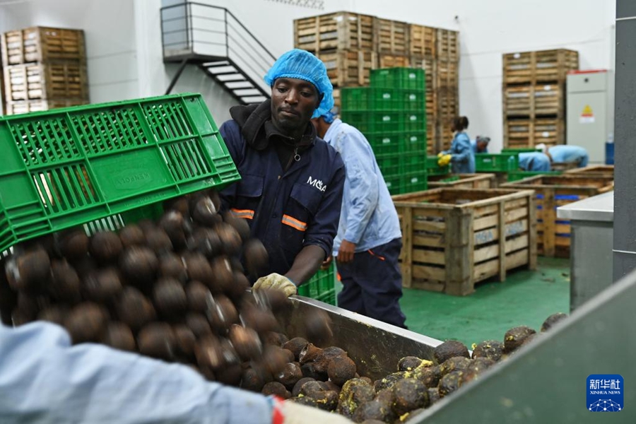 Le imprese cinesi contribuiscono alla trasformazione e all'ammodernamento dell'industria dell'avocado in Kenya