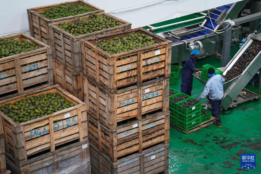 Le imprese cinesi contribuiscono alla trasformazione e all'ammodernamento dell'industria dell'avocado in Kenya