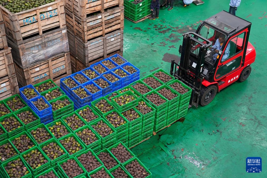 Le imprese cinesi contribuiscono alla trasformazione e all'ammodernamento dell'industria dell'avocado in Kenya