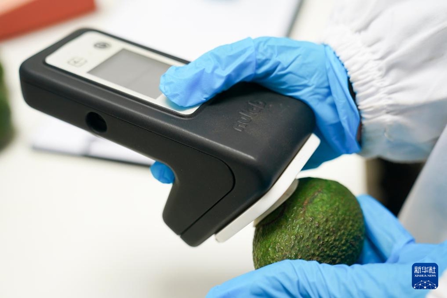 Le imprese cinesi contribuiscono alla trasformazione e all'ammodernamento dell'industria dell'avocado in Kenya