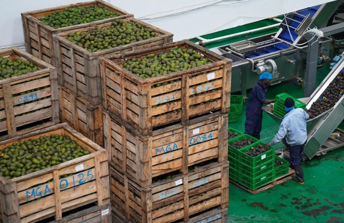Le imprese cinesi contribuiscono alla trasformazione e all'ammodernamento dell'industria dell'avocado in Kenya