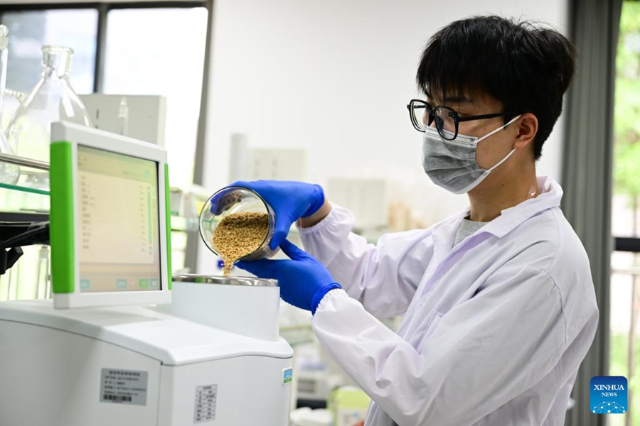 Cangzhou, terreni salino-alcalini trasformati in campi di grano produttivi