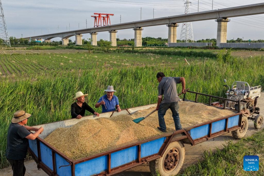 Cangzhou, terreni salino-alcalini trasformati in campi di grano produttivi