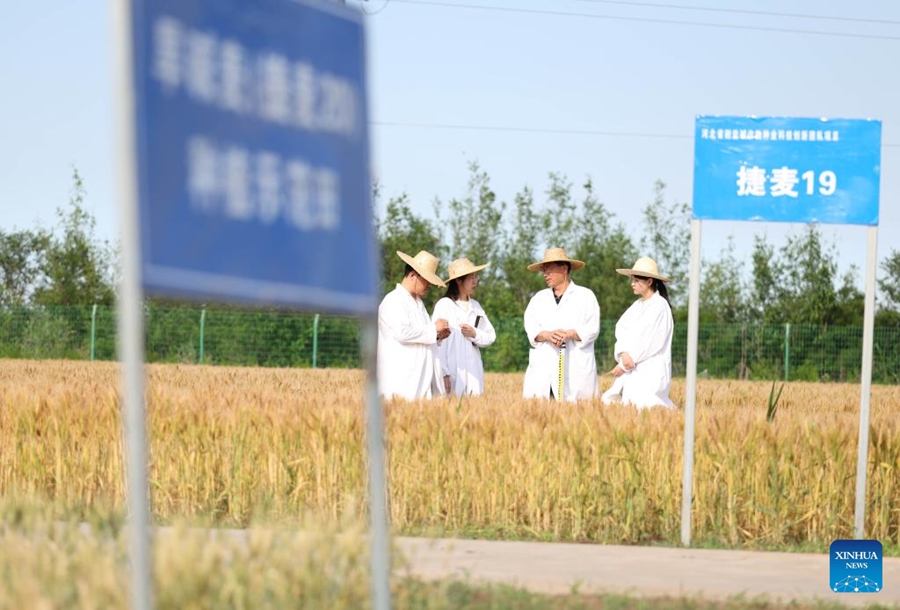 Cangzhou, terreni salino-alcalini trasformati in campi di grano produttivi