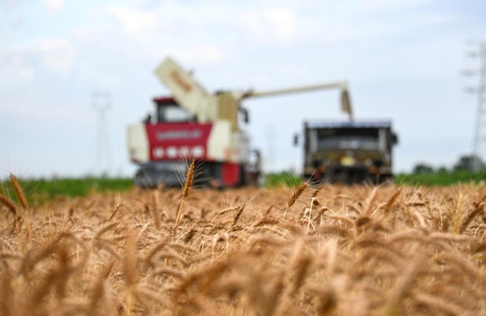 Cangzhou, terreni salino-alcalini trasformati in campi di grano produttivi