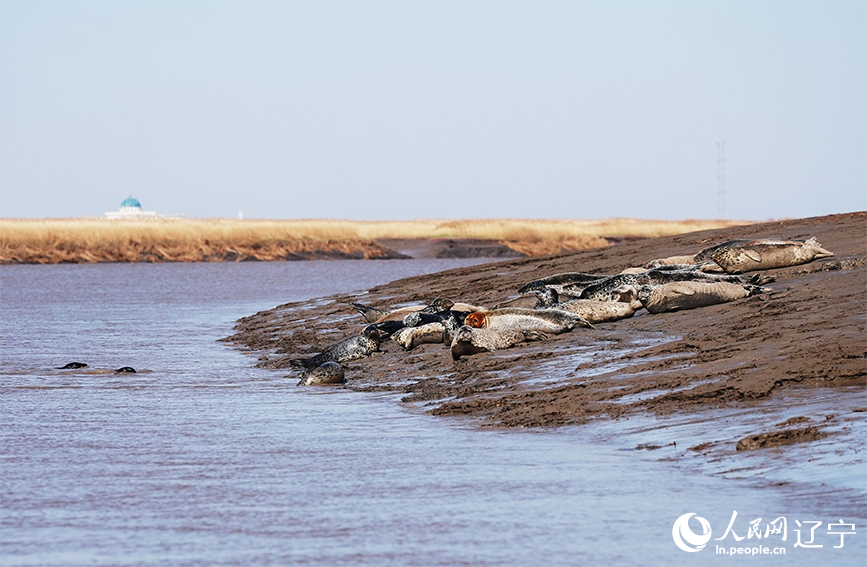 Panjin, Liaoning: un habitat per le foche maculate