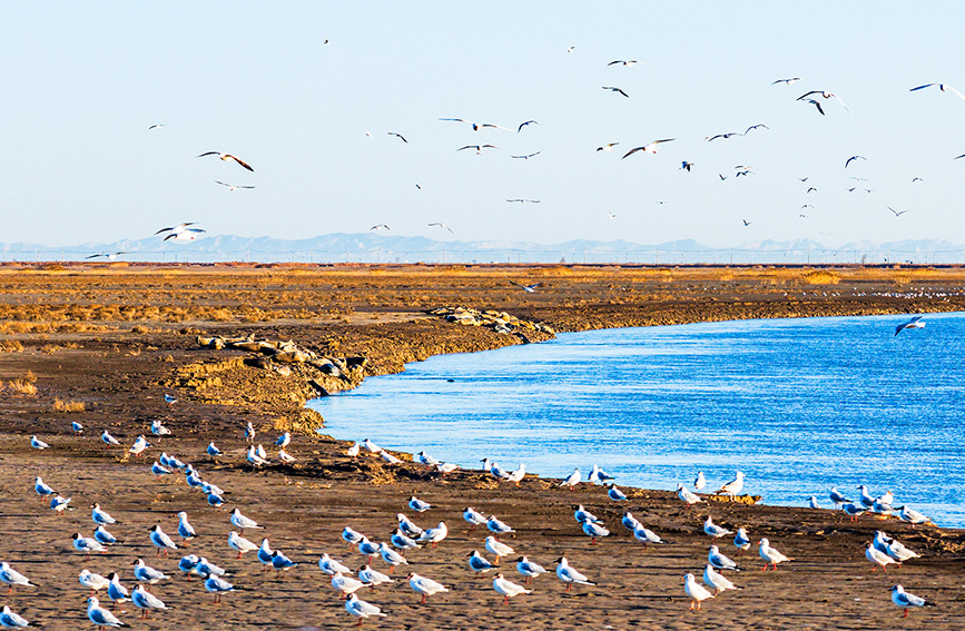 Panjin, Liaoning: un habitat per le foche maculate