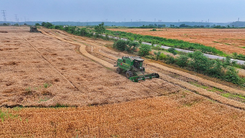 Cina, la produzione industriale annua delle imprese cerealicole supera i 4.000 miliardi di yuan