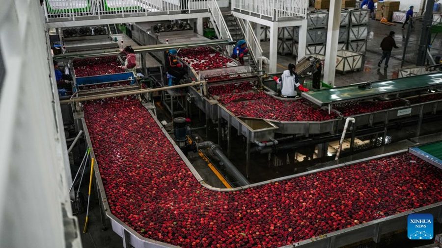 Guizhou, inizia la stagione della raccolta delle mele precoci