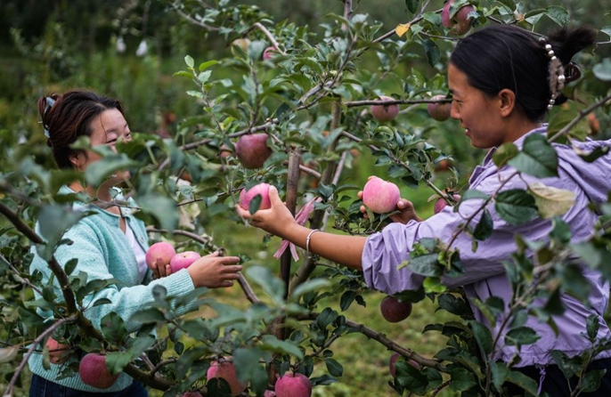 Guizhou, inizia la stagione della raccolta delle mele precoci
