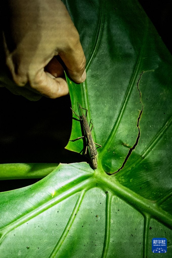 Tour notturno nella foresta pluviale nello Yunnan, un'aula di biologia unica