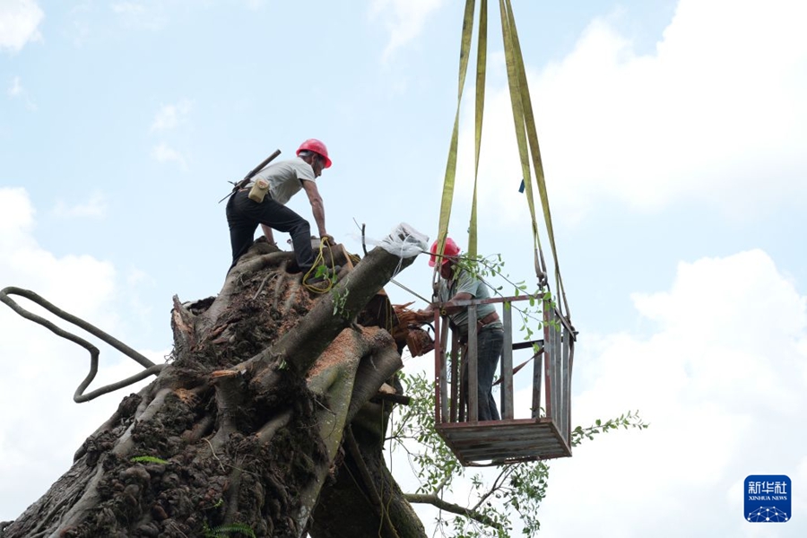 Fujian: Sforzi a tutto campo per salvare un baniano vecchio di oltre 600 anni