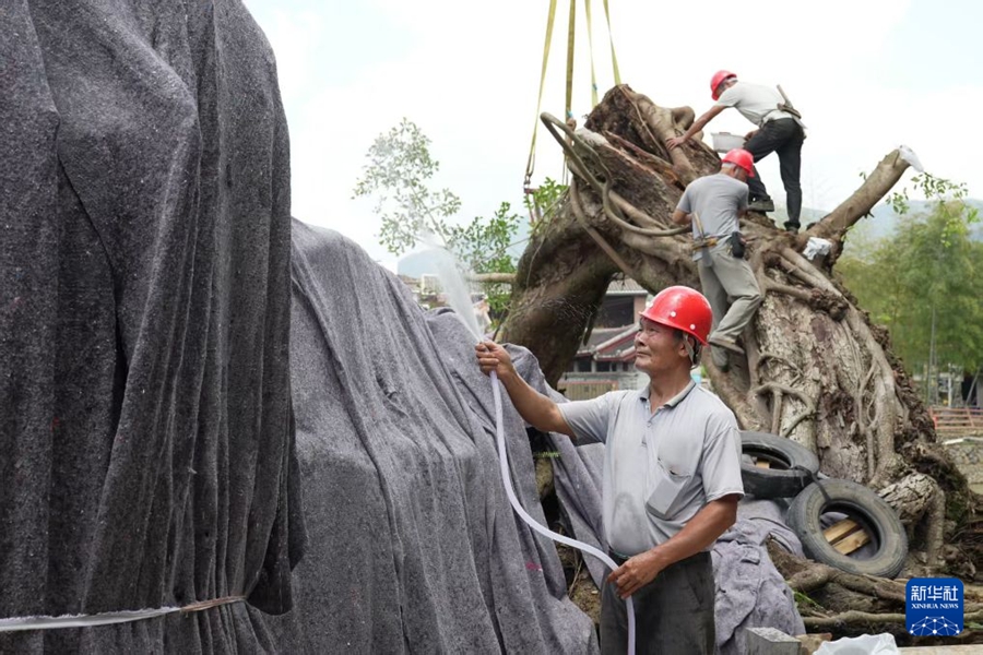 Fujian: Sforzi a tutto campo per salvare un baniano vecchio di oltre 600 anni