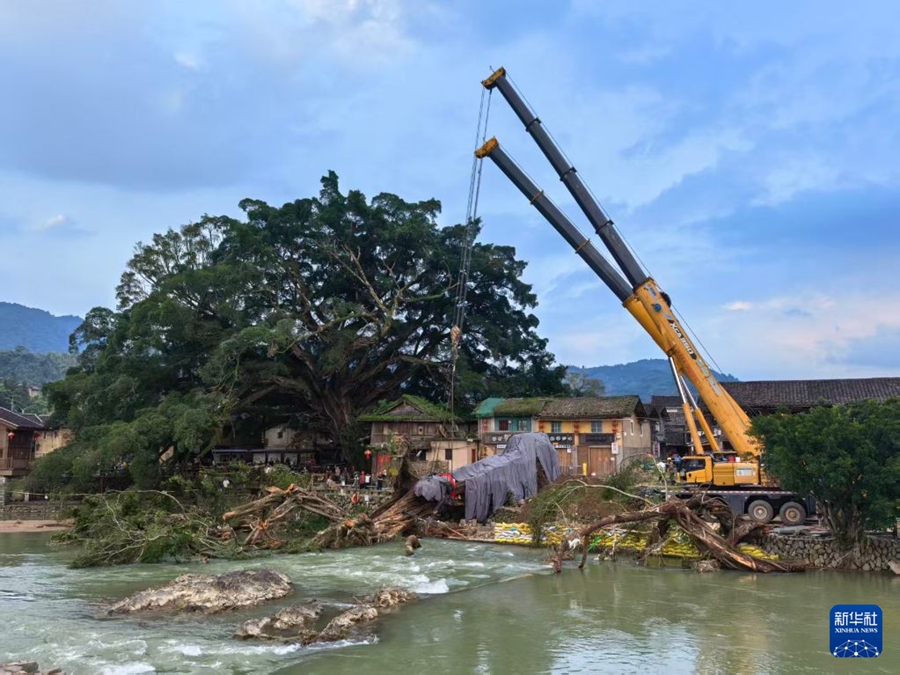 Fujian: Sforzi a tutto campo per salvare un baniano vecchio di oltre 600 anni