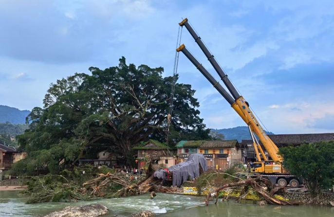 Fujian: Sforzi a tutto campo per salvare un baniano vecchio di oltre 600 anni