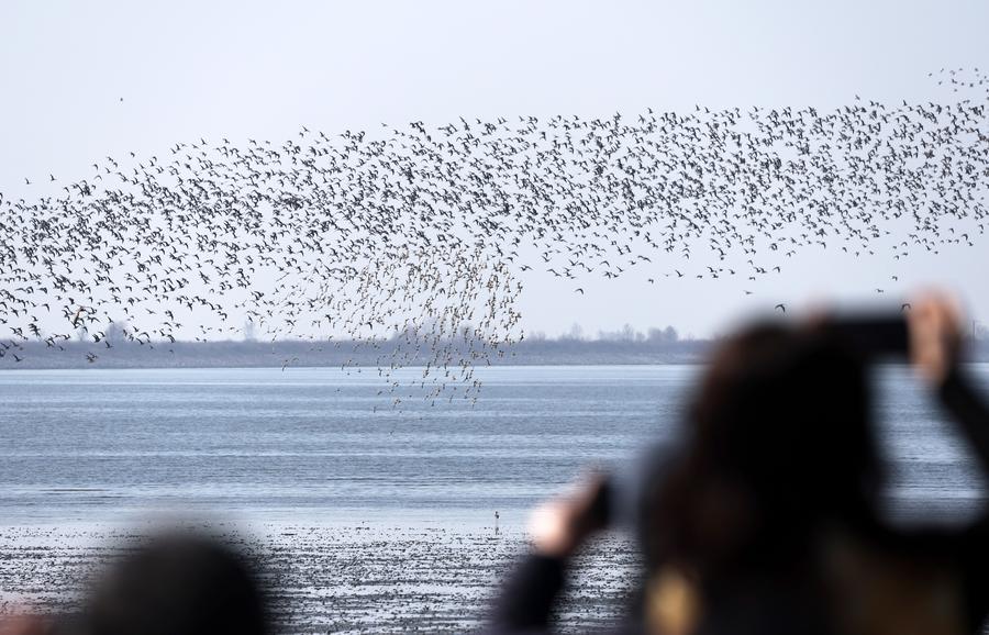 Uccelli migratori presso un habitat nell'estuario del fiume Yalu a Dandong, nella provincia del Liaoning, Cina nord-orientale. (2 aprile 2026 - Xinhua/Li Gang)