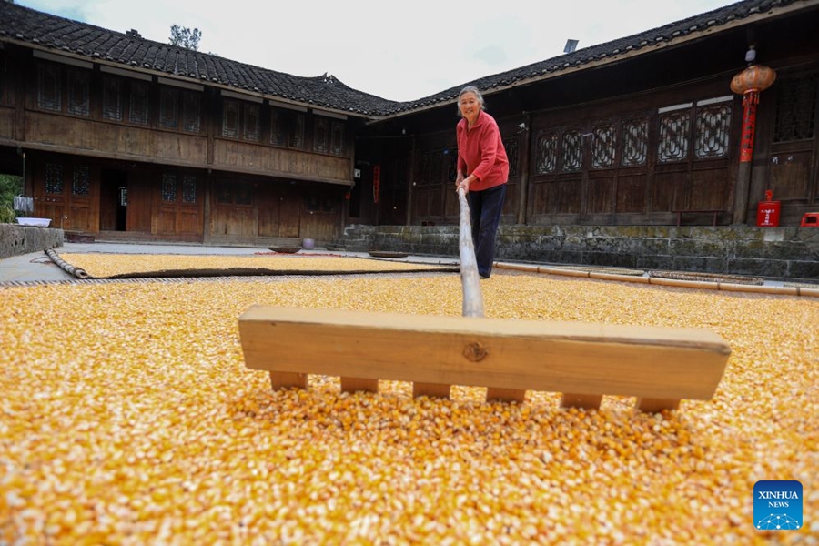 Agricoltori impegnati nella raccolta autunnale in tutta la Cina