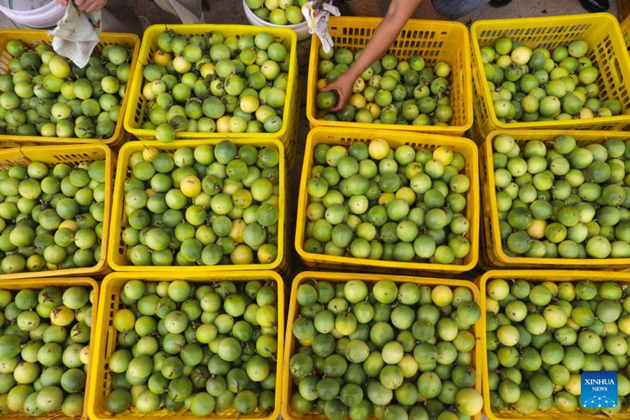 Agricoltori impegnati nella raccolta autunnale in tutta la Cina